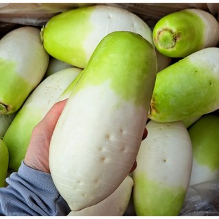 제주무 2kg (2-3개), 1박스