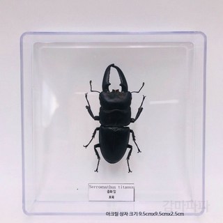 나비 곤충표본 아크릴 상자 과학교구 DIY 생물실험키트 교육용 장식 채집용 투명 패키지 희귀 수집용 선물용, 중화 갑옷