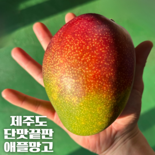 [제주 프리미엄] 신라호텔에 납품하는 국내산 애플망고, 1박스, 대 (5-6과) 최고급 상품 3kg