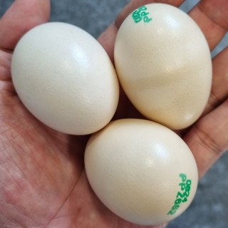 토종닭알과 건강