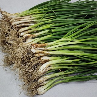 국내산 노지 흙쪽파 2kg, 1개
