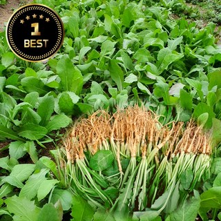 국내산 싱싱한 노지 생 고들빼기 자연산 산지직송, 1개, 2kg