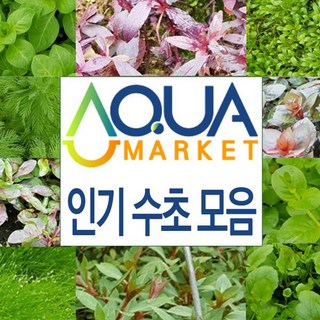 아쿠아마켓 수초 모음 / 후경 전경 초보자용 입문자용 수초, 18.암브리아 1촉, 1개