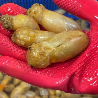 남해안 생 깐 미더덕 500g