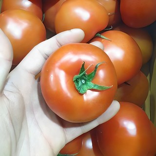 못난이 쥬스용 덜익은 완숙 토마토