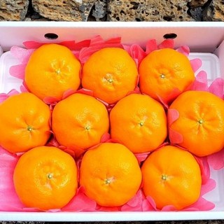 제주 프리미어 레드향 감귤 고당도 만감류 제주도 산지직송 선물포장, 1박스, 1.5kg(가정용)
