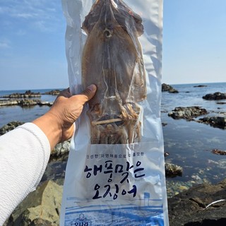 구룡포 마른 오징어