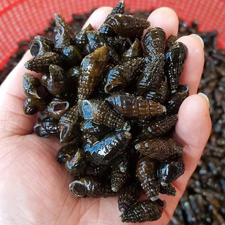 자연나라 살아있는 국산 생물 다슬기 1kg 큰사이즈 100%자연산 영월 동강, 1개