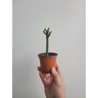 유포르비아 연필선인장 작은소품 10~25cm 25 상품 이미지