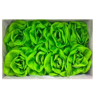 [드라마팜][무농약수경재배]