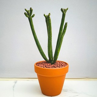 농장직송 산아래 다육이 생병력최고 키우기쉬운 공기정화 전자파차단 연필 선인장 럭셔리 1개 상품 이미지