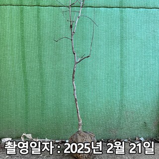 대추나무 상품
