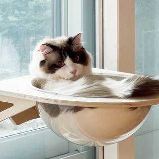 6. 펫로지 고양이 ..