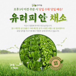 [정진농장] 유러피안 채소1kg 샐러드 쌈채소 유럽상추 다이어트 야채 채소 양상추 로메인상추 프릴아이스 버터헤드 카이피라 [원산지:국산(전라북도 익산시)]당일수확당일배송산지직송, 1개, 1kg
