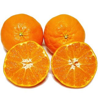 [제주의맛] 달콤한 레드향 산지직송 선물용 가정용, 레드향 대과 3kg(11~14과), 1개