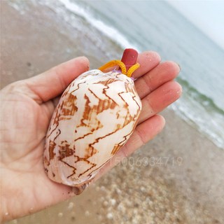 특대함 소라 휘파람 자개 선물 소라 소리 나팔 여행 창의 불기 공예, 1개