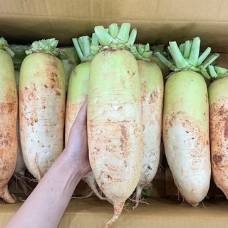 맛통령 국내산 햇 무, 1박스, 업소용 큰 무 8kg내외 (3-5수)