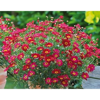 목마가렛 레드 실내월동다년초