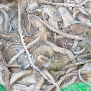 산낙지 총알 산소포장 살아서가는 산낙지 쫄깃 통통 보양식 고흥 뻘낙지, 3개, 대 (200g 내외)
