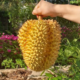 100% 생두리안 태국 항공직송 통 두리안 생과, 1.5kg~2kg(1~2수), 1개