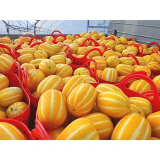 산지직송 당도선별 석군참외 성주참외 5kg 실중량, 성주참외 가정용 꼬마 5KG, 1박스