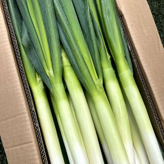 대용량 손질 대파 세척 깐대파 파절이 파김치 업소용 10kg, 5kg, 1박스