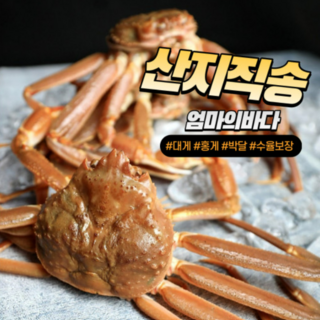 박달 자숙 영덕 대게 홍게 2kg [선주직송], 4.(찜)박달형홍게2kg내외 4-6마리, 1개