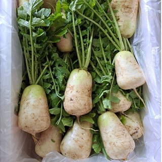 연하고 맛있는 강원도 초롱무 4단, 1박스, 초롱무 4단 (8kg)