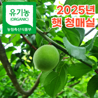 [품질보장] 25년 최상급 유기농 하동 청매실 장아찌용 매실, 1박스, 10kg(보통)