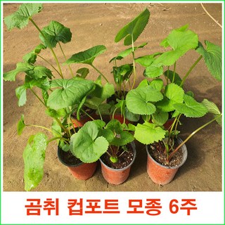 토종곰취 컵포트 모종 = 6주 판매, 1개