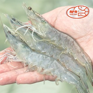 대하 2kg