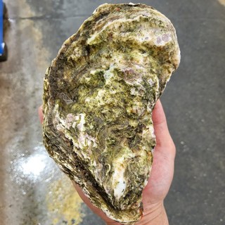 피기푸드 통영 삼배채굴 생굴