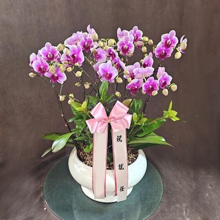 꽃썸플라워 호접란 [전국당일배송] 개원 개업 축하난 승진 영전 화분 인사이동 핑크색(대) 서양란, 1개