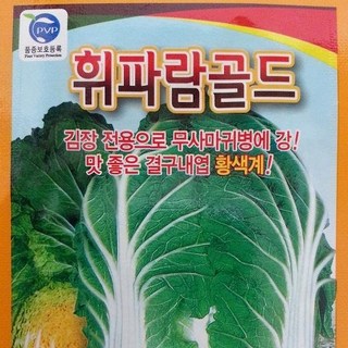 [가람종묘사] 휘파람골드배추 씨앗1000립(뿌리혹병 맛 좋은 속노란 김장 전용배추 품종), 1개