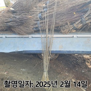 충주원예조경 / 꾸지뽕나무 / 실생2년 / 1등묘, 1개