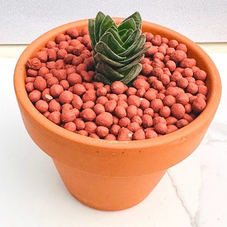 농장직송 산아래 다육이 생명력최고 키우기쉬운 공기정화 전자파차단 부다 다육 식물 선인장 1개 가을색 상품 이미지