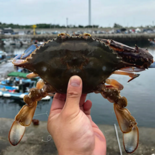 가을 제철 활 꽃게 산지직송 당일조업 crab, 1박스, 암수혼합 3kg (20미 내외) rc꽃게