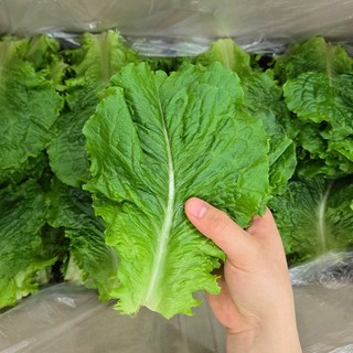 맛통령 국내산 아삭이 로메인 청상추, 1개, 500g