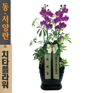 치타플라워 만천홍 서양란