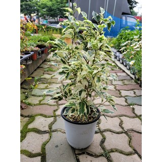 35~55cm 칼라벤자민 중품 75, 1개