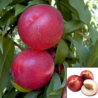 목하원예조경 복숭아나무(신비복숭아) 접목 1년 묘목