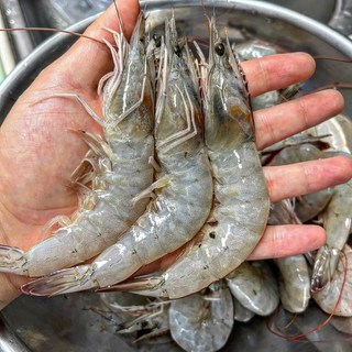 국내산 제철 활 생물 흰다리 새우 왕새우 대하 산지직송, 1박스, 2kg(60-80미내외)