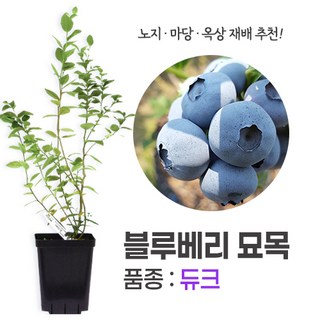 깨비농장 블루베리 나무 묘목 재배 키우기 (품종: 듀크)