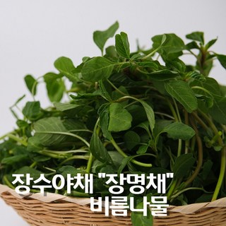 경남 고성 생 비름나물 쇠비름 참비름 장명채 2kg, 1개