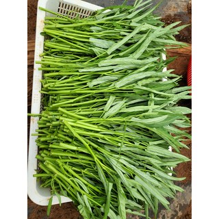 국내산 공심채 모닝글로리 2키로, 2kg, 1개
