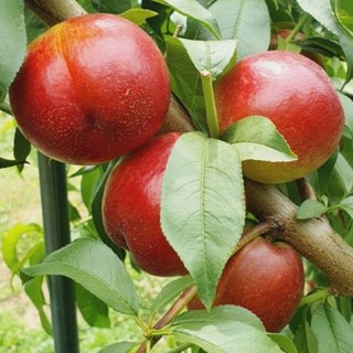 [산지직송] 제철 건강간식 고당도 신비복숭아, 1박스, 1kg(소과 9-16개 내외)
