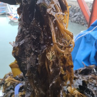 골드물산 거금도 오천 태양초 미역, 50g, 5개 건미역10kg 10 초록수산 완도산 물미역 생미역 2kg, 물미역 10kg, 1개