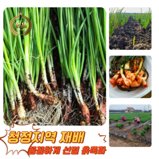 [굿피플] 흙쪽파 쪽파 파 흑파 깐쪽파 실파 잔파, 1개, 1kg