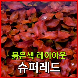 [수초농부] 루드위지아 슈퍼레드 붉은 수초