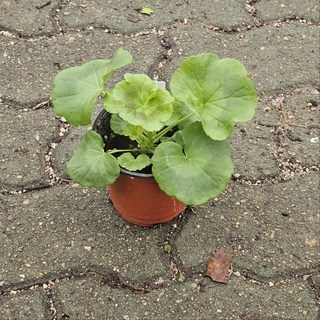 물랑루즈 제라늄 유럽제라늄